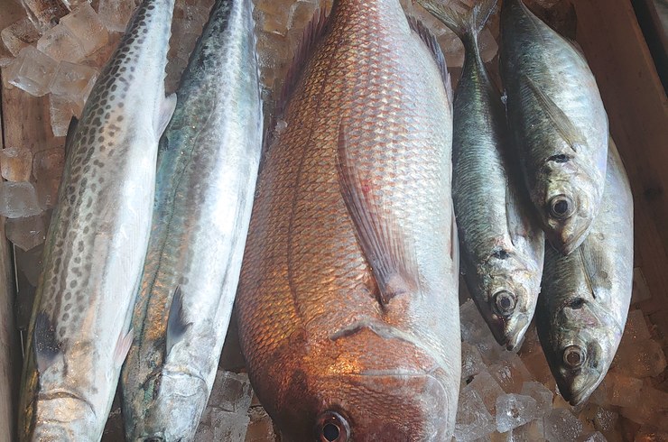 魚