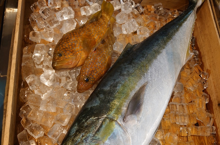 魚