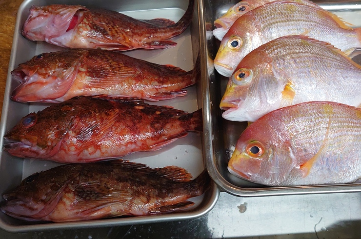 魚